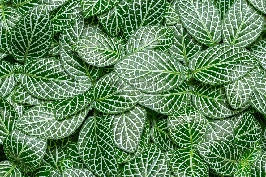 Fitonia 利比维尼斯植物条纹花园马赛克活力双色墙纸绿色植物居住地毯图片