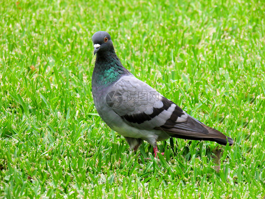 寻找绿色草本食物的鸽子;图片