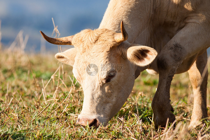 特写牧场放牧的牛群图片