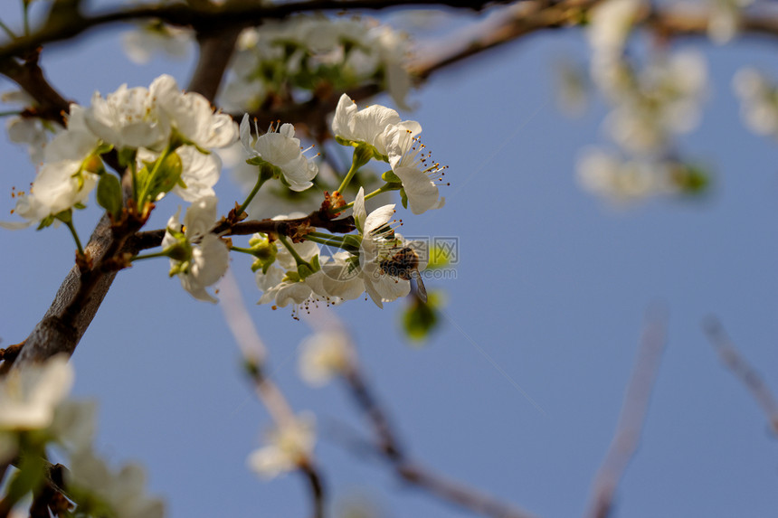 有蜜蜂的樱花树花粉植物群花园植物学生长翅膀天空花朵蓝色荒野图片
