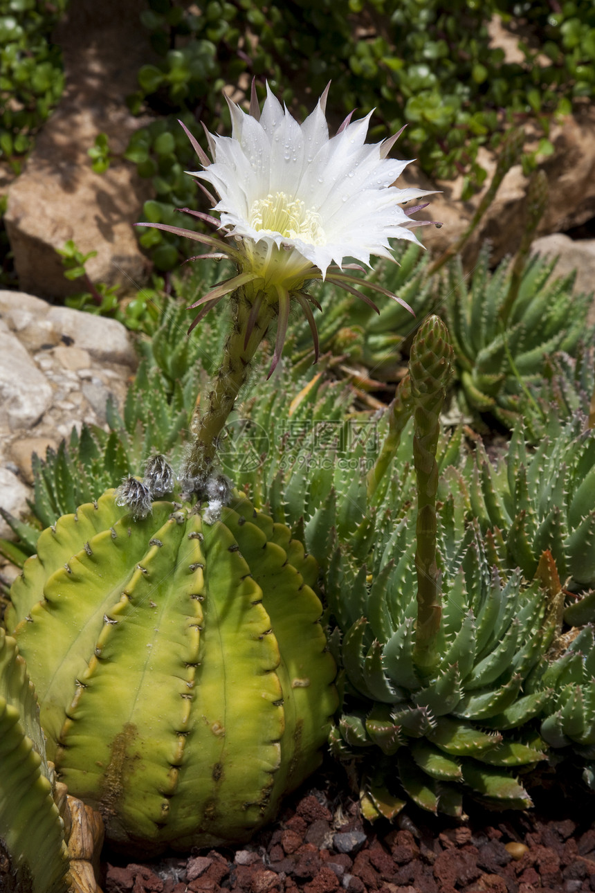 Cactus花园Elche西班牙植物园园艺白色植物植物群旅行旅游花园植物学图片