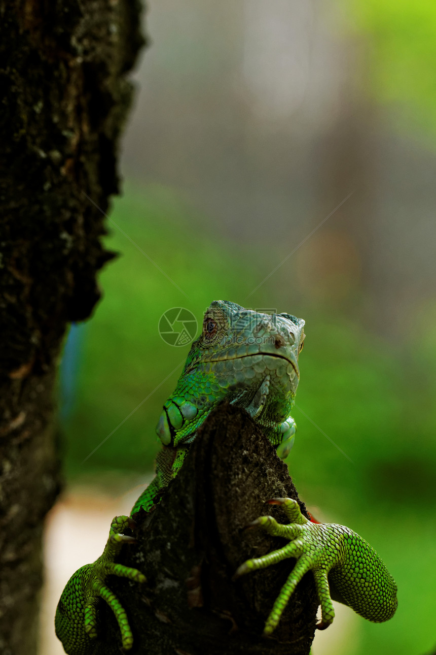 绿色蜥蜴的肖像情调宏观皮肤爬虫爬行者尾巴眼睛鬣蜥动物园宠物图片