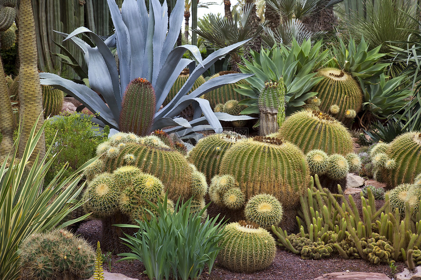 Cactus花园Elche西班牙花园旅行植物园植物园艺热带植物群旅游植物学图片