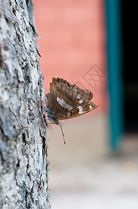 蝴蝶宏观翅膀生活昆虫动物自由动物群花园活力天蓝色背景图片