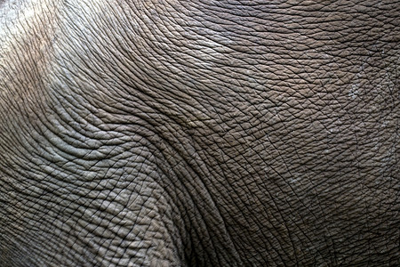 大象的详情背景图片