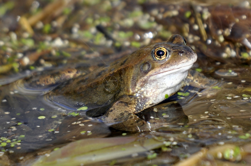 常见青蛙池塘野生动物动物林蛙两栖荒野图片