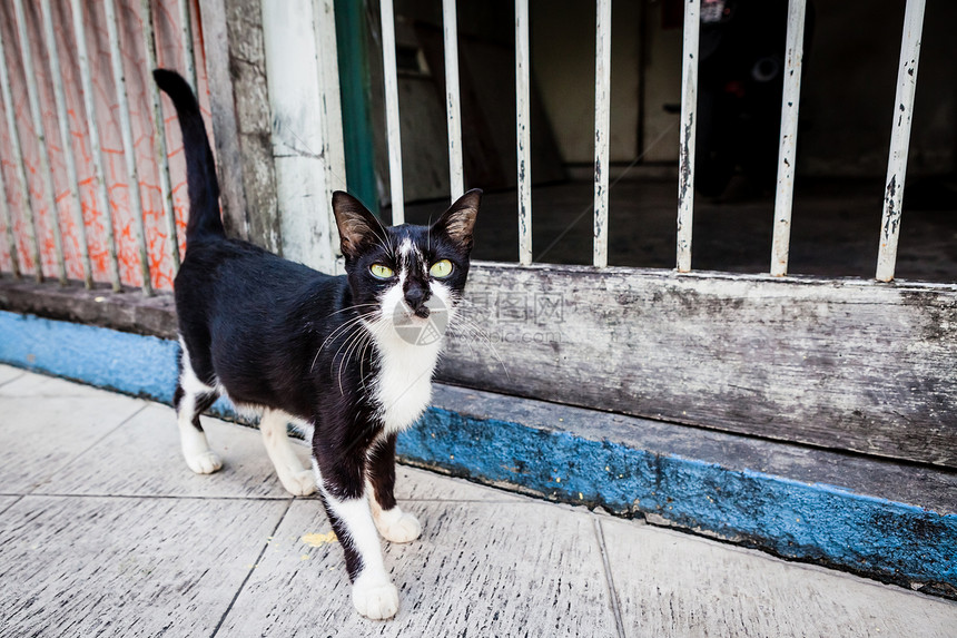 爱西雅街上奇妙的流浪猫图片