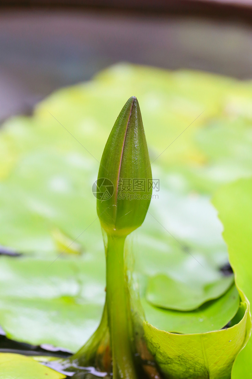 莲花将盛开历史反射植物花瓣美丽荷花公园植物群叶子水池图片