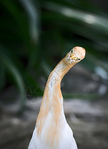 Egret 牛牛生态白色脖子绿色苍鹭野生动物动物园黄色鸟类荒野背景图片