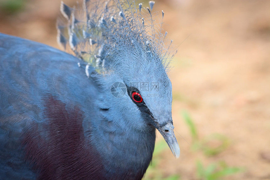 维多利亚王冠鸽鸟鸢尾花动物园情调眼睛荒野野生动物蓝色红色羽毛鸽子图片