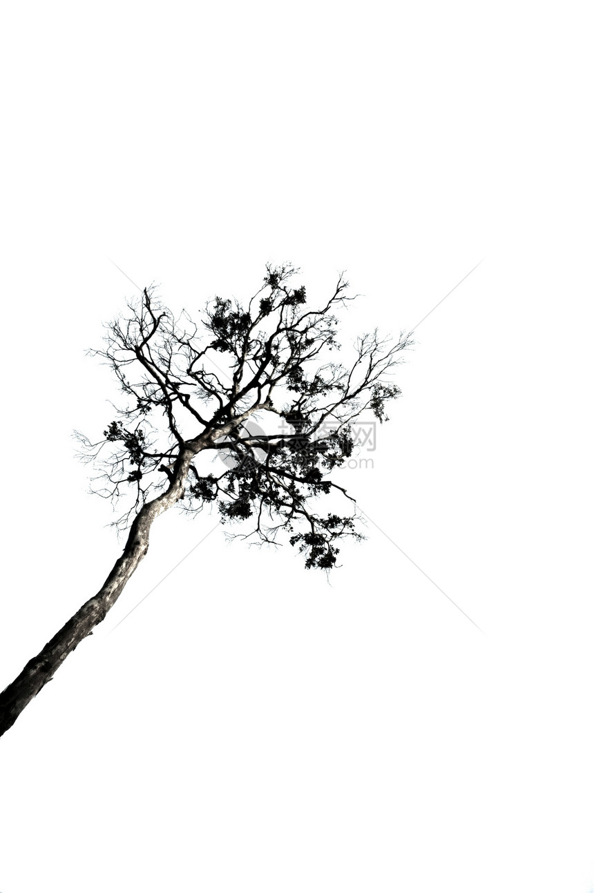 树的长长花园季节性悲伤环境木头生长插图季节森林天气图片