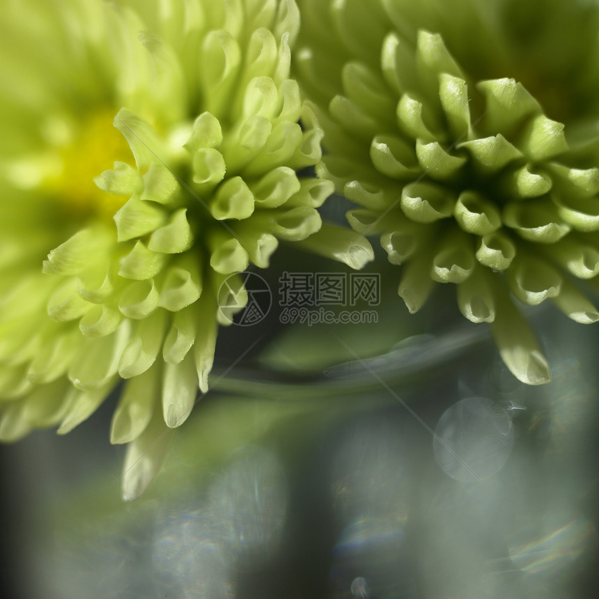 绿色菊花植物学绿色植物花粉生长植物群展示宏观花园美丽植物图片