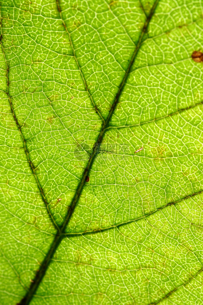 绿叶静脉异国植物花园叶子生长森林植物群桦木网格光合作用图片