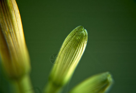 鲜花花果植物群宏观绿色背景图片