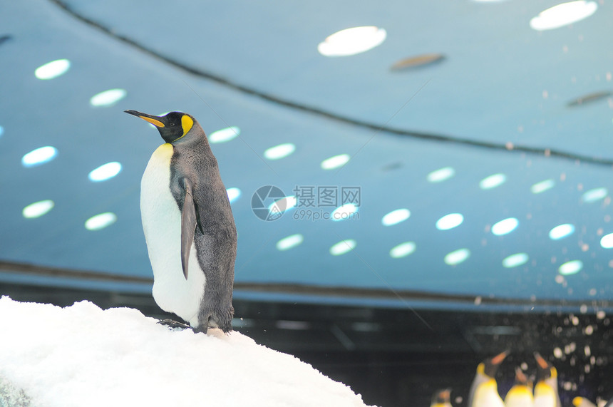 黑白彩色企鹅动物国王白色皇帝黑色冻结岛屿生活蓝色冰山图片