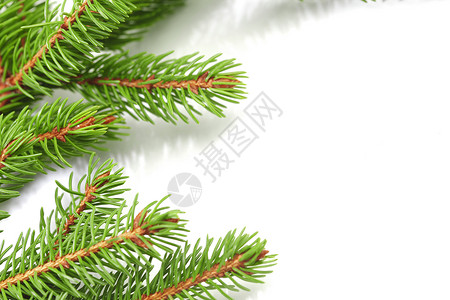 白色的fir Banch松树针叶枝条绿色云杉背景图片