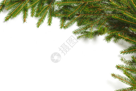 白色的fir Banch云杉枝条绿色松树针叶背景图片