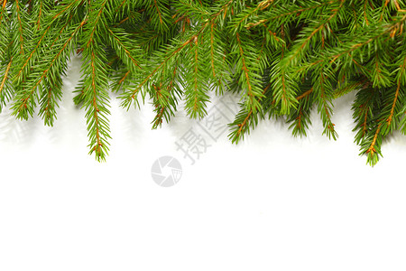 白色的fir Banch绿色松树针叶云杉枝条背景图片