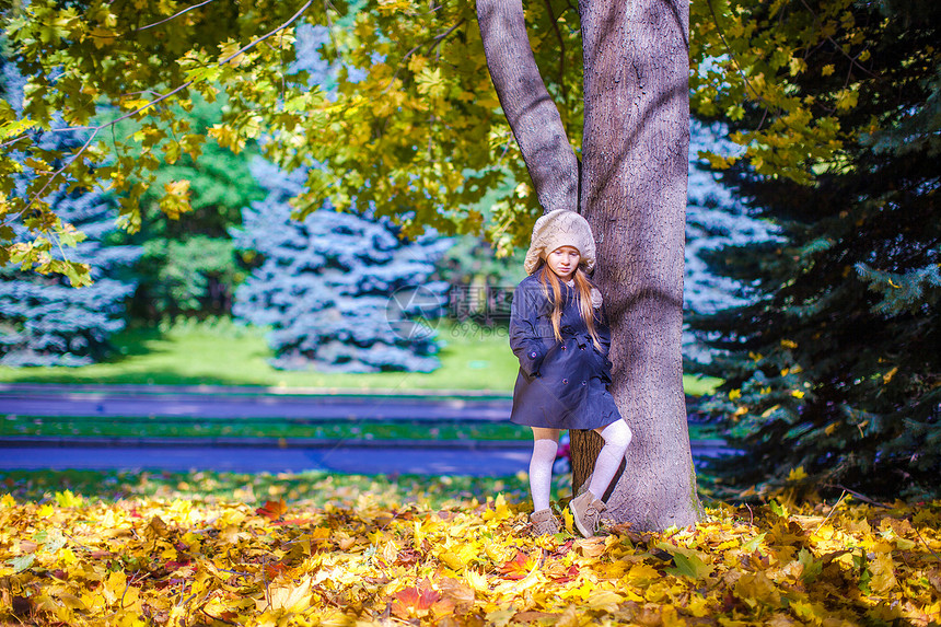 秋天秋天 在大Maplr附近的秋草地上的小美少女图片