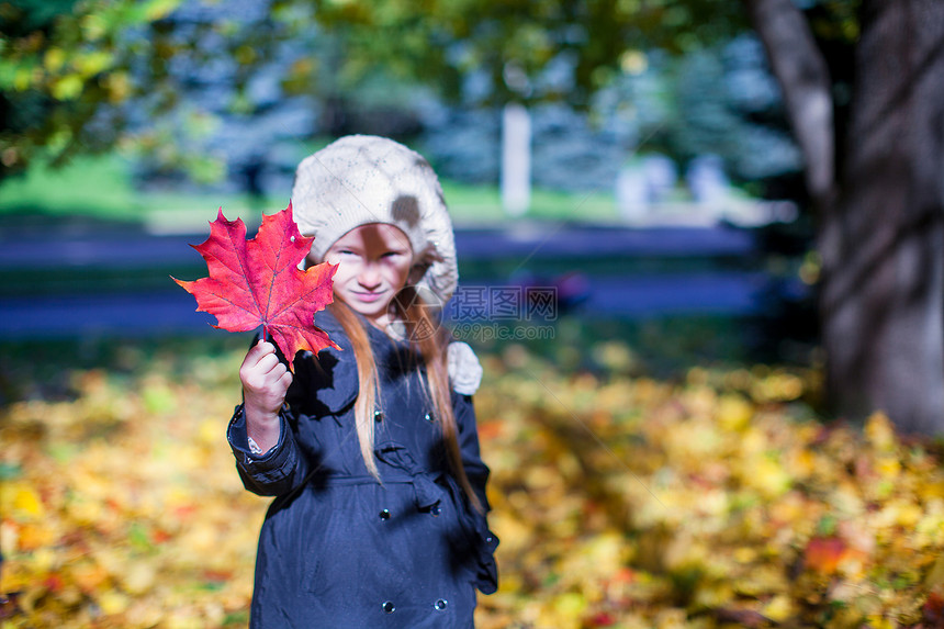 在美丽的秋天 小姑娘手中 紧贴红色的红绿叶图片