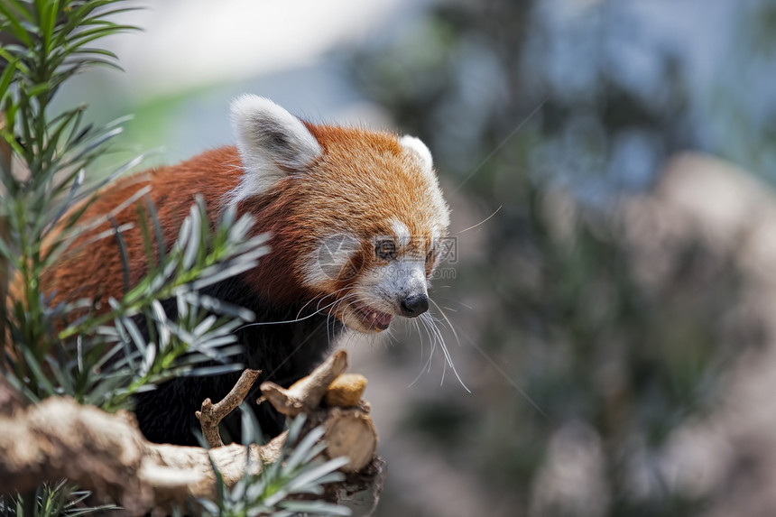 红熊猫棕色红色野生动物荒野富根哺乳动物毛皮动物大熊猫生物图片