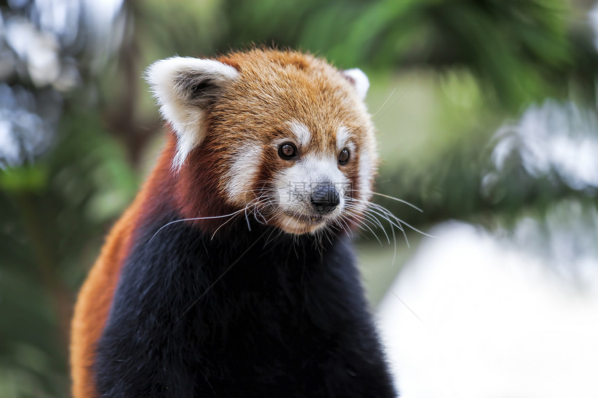 红熊猫野生动物棕色生物红色富根毛皮哺乳动物森林大熊猫动物图片