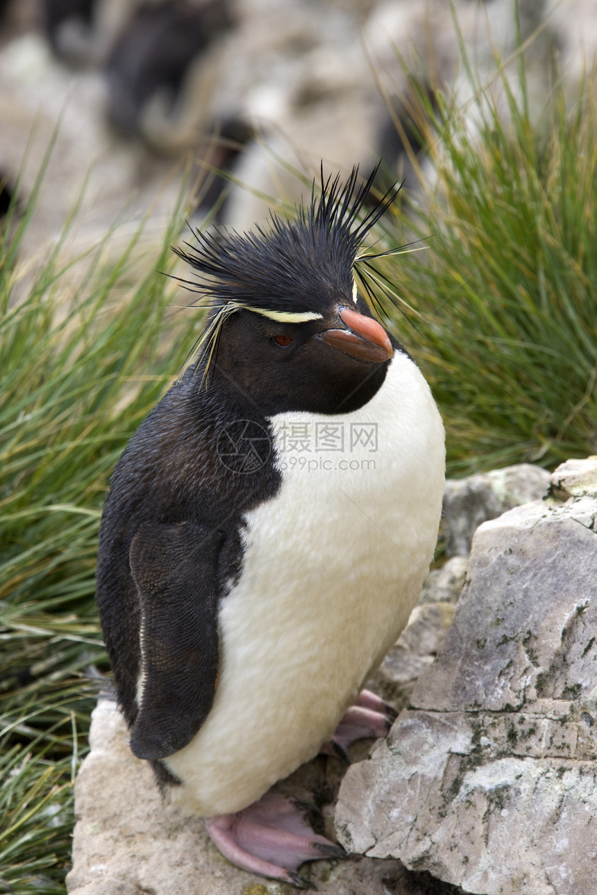 福克兰群岛跳岩鸟类动物群群岛企鹅荒野野生动物图片