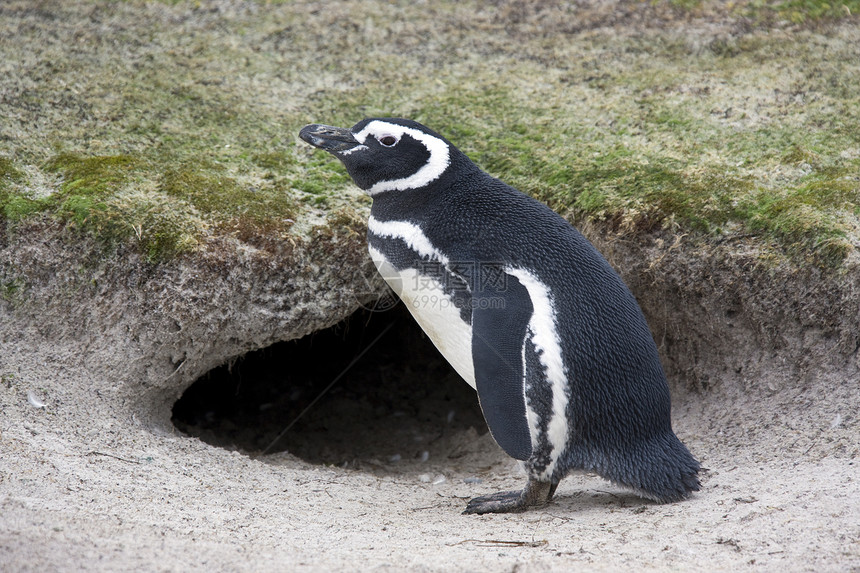 马哲伦企鹅     福克兰群岛图片