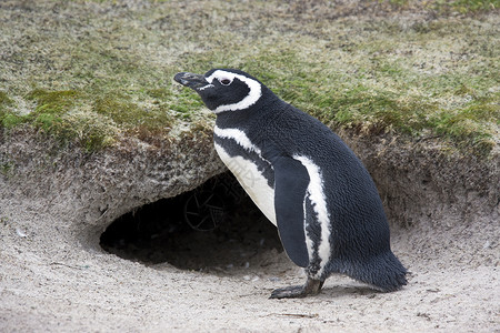 马哲伦企鹅     福克兰群岛高清图片