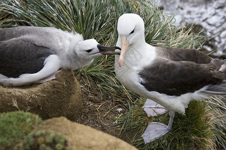 桑德斯母亲和年青的黑溴信天翁     福克兰群岛动物群鸟类海藻雏鸟旅行海鸟野生动物荒野背景