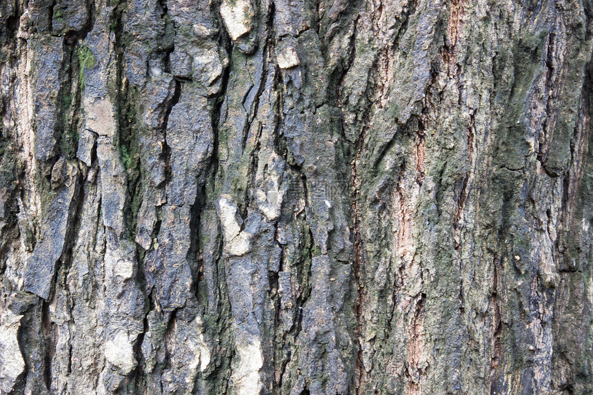 树木条 详细描述 外观效果 背景森林树干植物松树木头宏观木材画幅材料纹理图片
