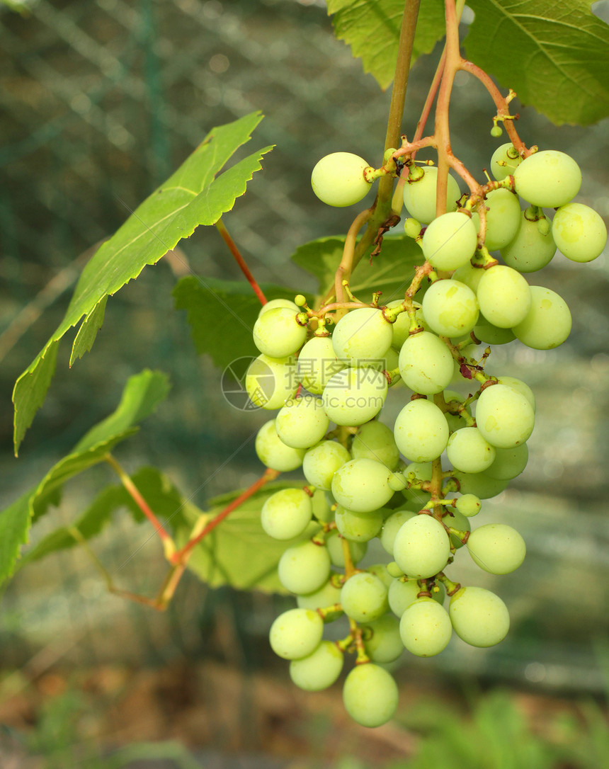 成熟的葡萄叶子幼苗藤蔓饮料绿色葡萄园农场植物生长酒厂图片