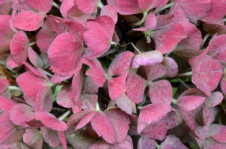 一朵花的详情植物粉色树叶背景图片