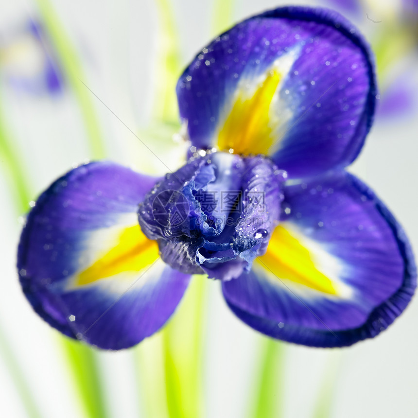 白色背景上孤立的花朵缝合紫色图片