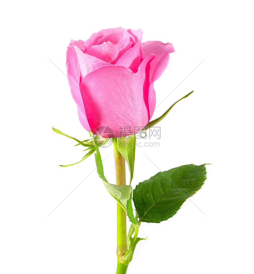 粉红玫瑰在白色背景上被孤立玫瑰粉色图片