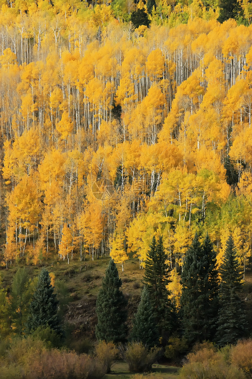 科罗拉多圣胡安国家森林 秋色的阿斯彭树绿色黄色森林宏观叶子地区性松树风景荒野国家图片