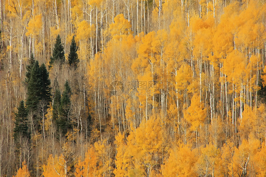 科罗拉多圣胡安国家森林 秋色的阿斯彭树松树森林宏观颤木叶子国家荒野橙子风景地区性图片