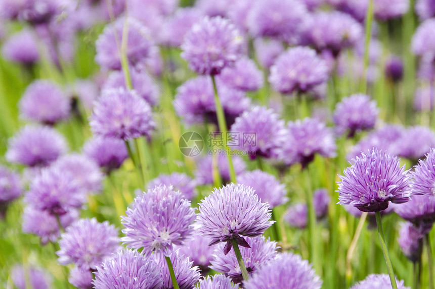 鲜花的紫色花花季节性草本季节食物草本植物绿色香葱植物学园艺植物图片