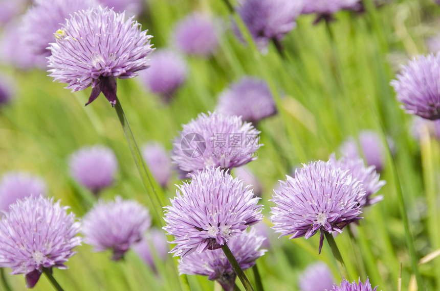 鲜花的紫色花花食物绿色草本季节季节性香葱草本植物园艺植物学花园图片