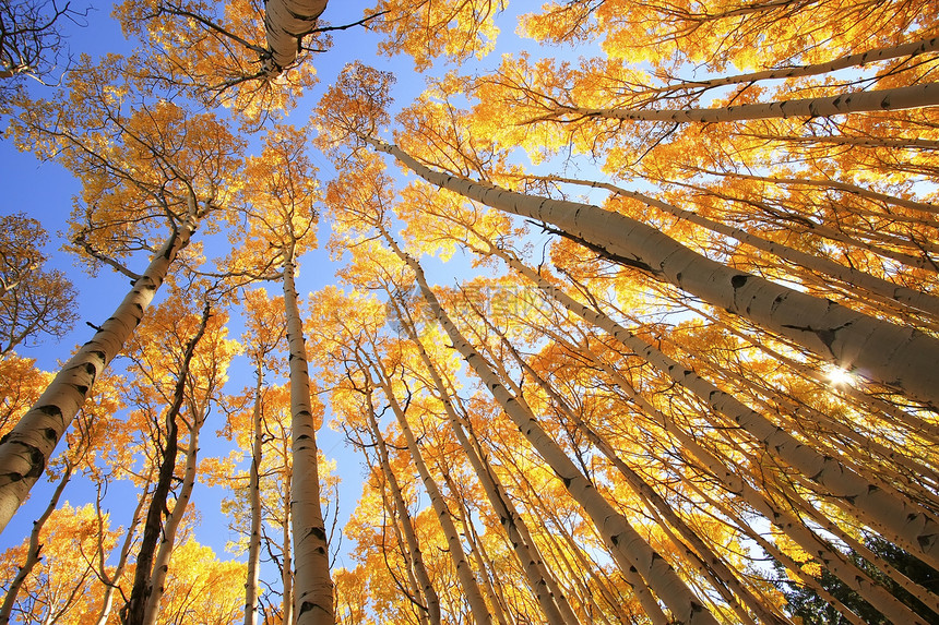 科罗拉多圣胡安国家森林 秋色的阿斯彭树叶子太阳荒野风景橙子黄色森林天空松树颤木图片