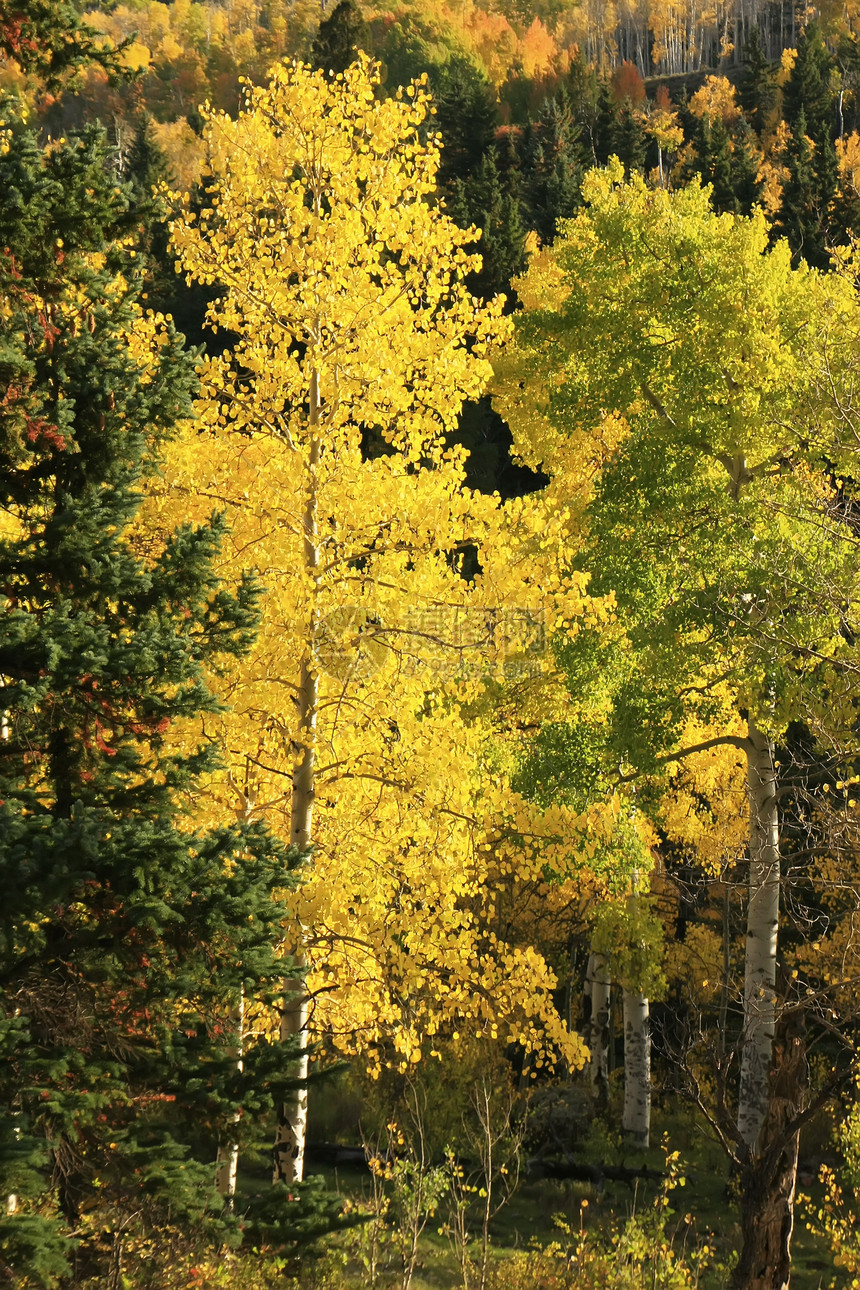 科罗拉多圣胡安国家森林 秋色的阿斯彭树叶子橙子风景天空蓝色地区性绿色宏观黄色颤木图片