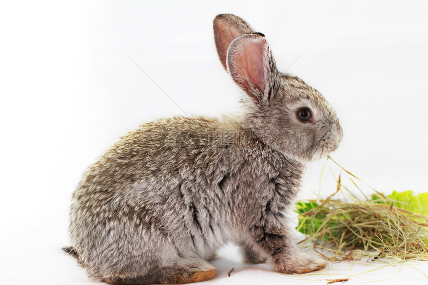 灰兔沙拉耳朵乐趣农业毛皮灰色野兔白色动物荒野图片