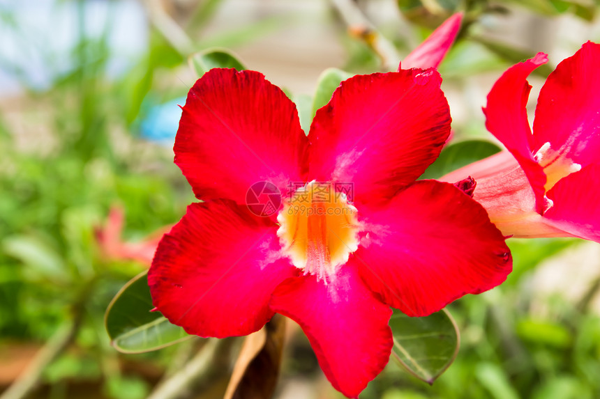 红色的沙漠玫瑰花朵紧贴 鲜花在回春色彩植物异国枝条花头植物学情调紫色栽培气候图片