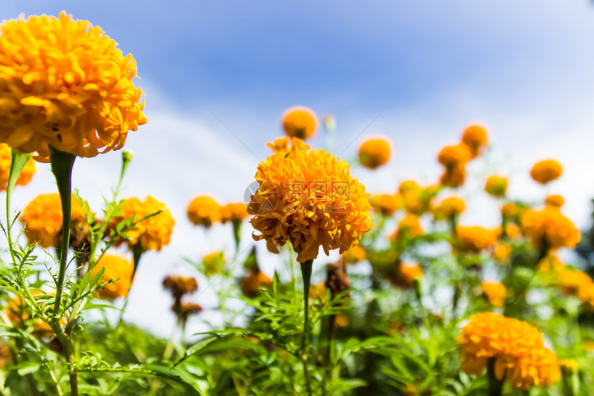 花朵和蓝天在泰国花园季节活力生长万寿菊植物场地荒野花瓣橙子环境图片
