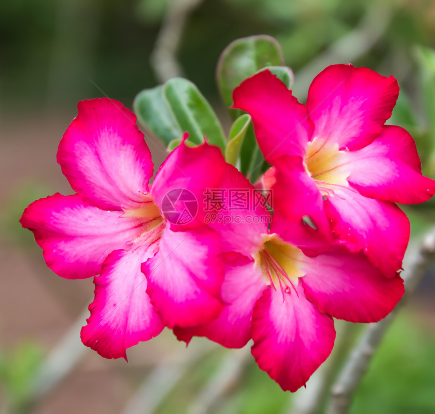 红色的沙漠玫瑰花朵紧贴 鲜花在回春栽培异国色彩热带花头紫色气候植物情调水滴图片