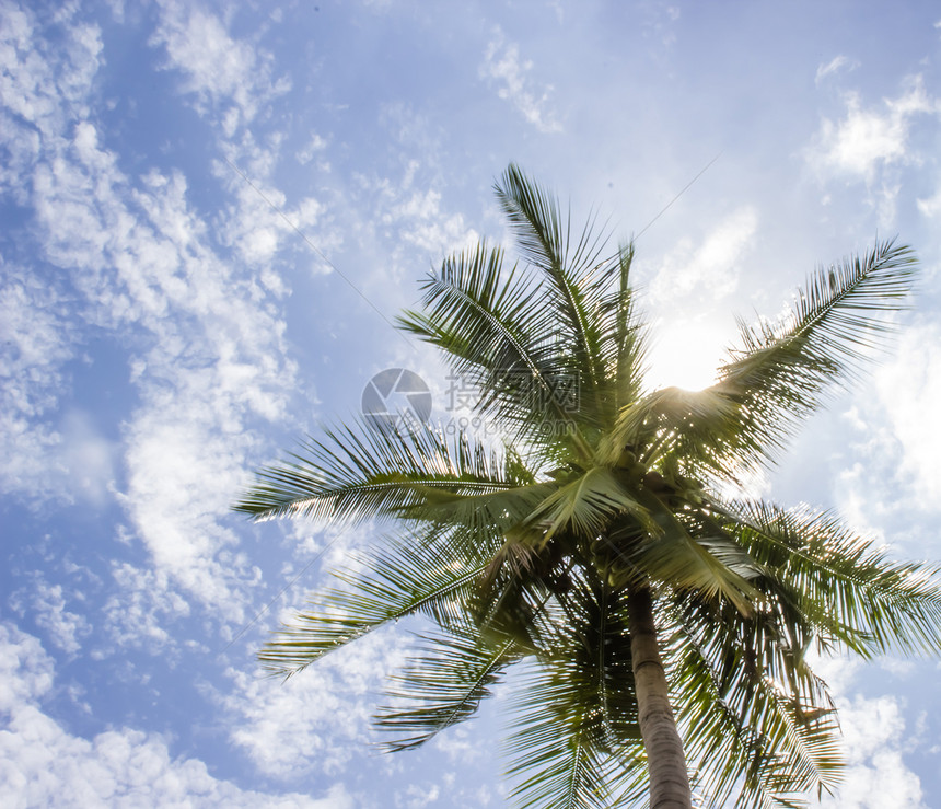椰子树和阳光明媚的蓝天晴天太阳蓝色水域胜地沙漠海岸线度假气候树干图片