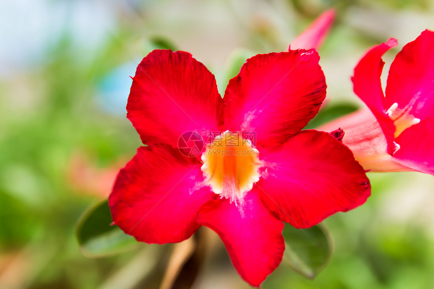 红色的沙漠玫瑰花朵紧贴 鲜花在回春气候花头异国水滴热带色彩植物学栽培植物紫色图片