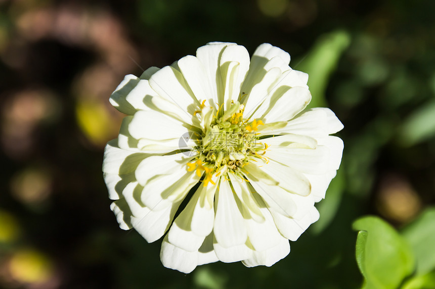 花园的Zinnia花 家庭Asteraceae的Zinnia植物花卉菊花色彩花瓣水平图案花头图片