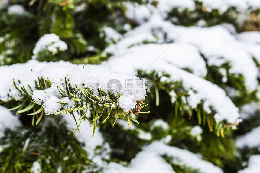 白雪圣诞树季节针叶绿色白色图片