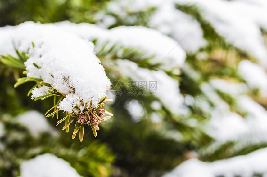 白雪圣诞树针叶绿色季节白色图片